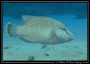 Cheilinus undulatus next to the beach. by Raoul Caprez 